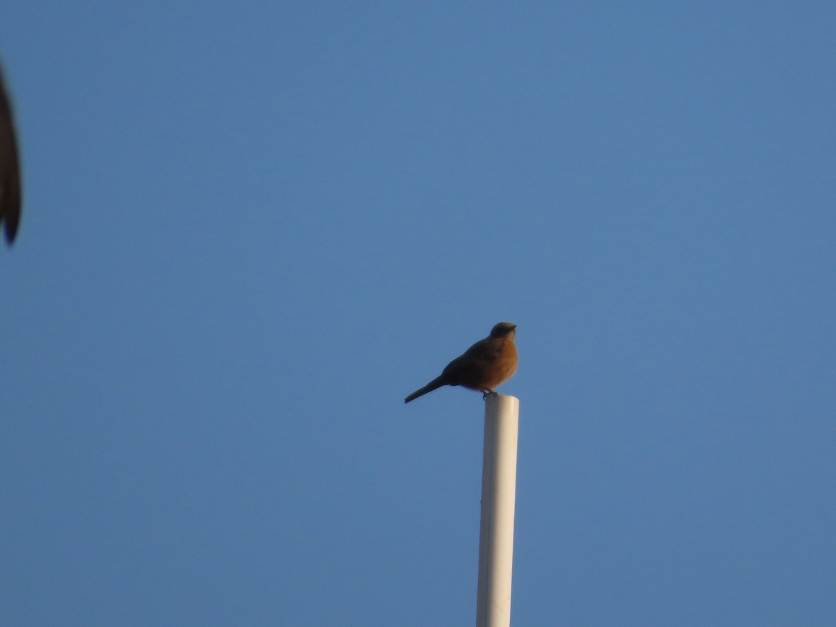 Colinegro Indio - ML647554447