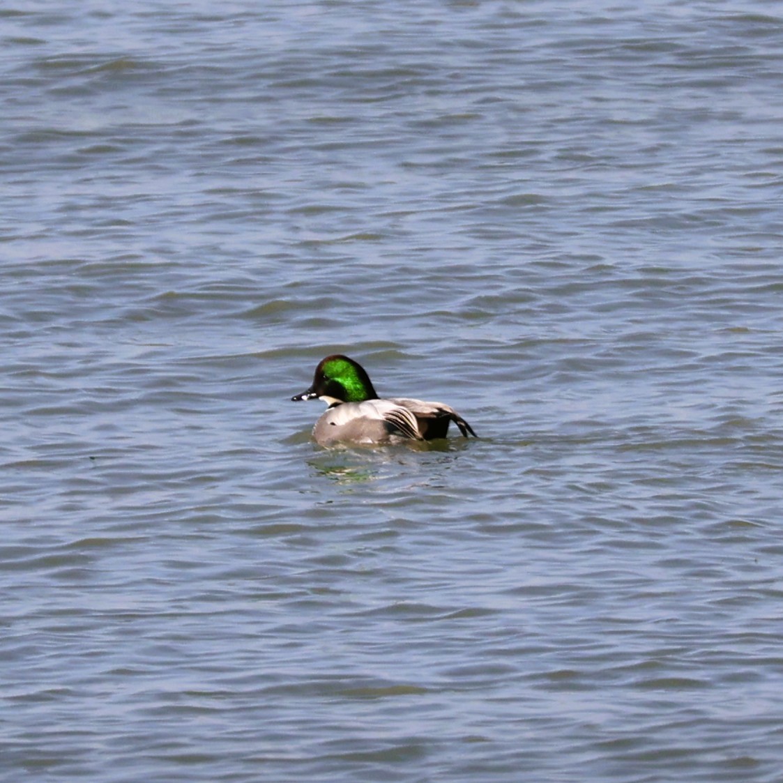 Falcated Duck - ML647554455