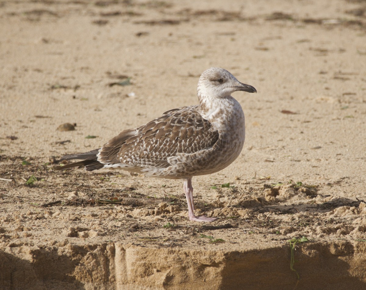 小黑背鷗 - ML647554462