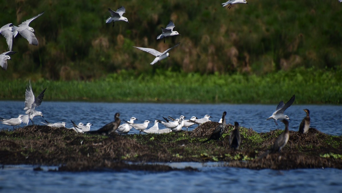 鷗嘴燕鷗 - ML647554463