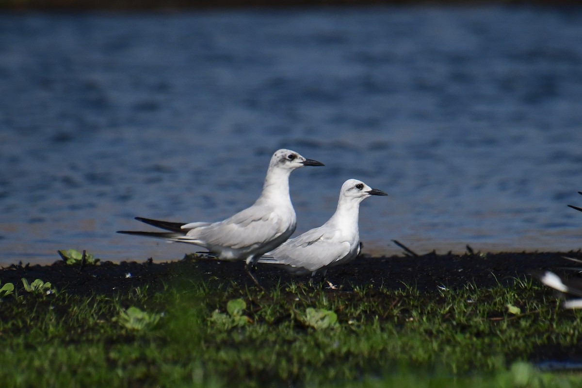 鷗嘴燕鷗 - ML647554464