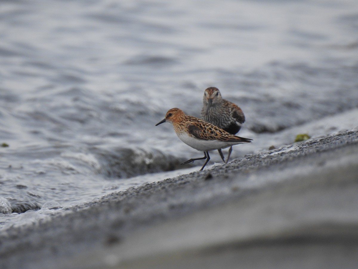 小濱鷸 - ML647554466