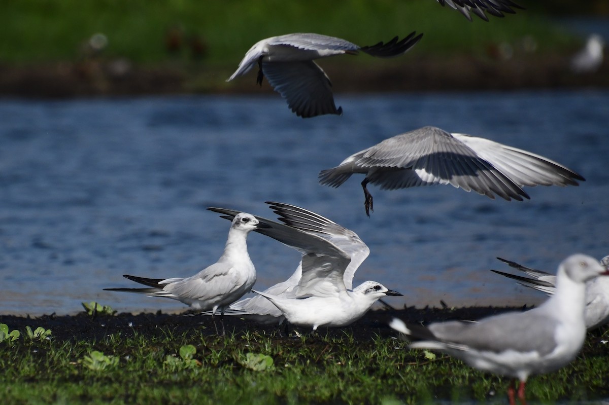 鷗嘴燕鷗 - ML647554467