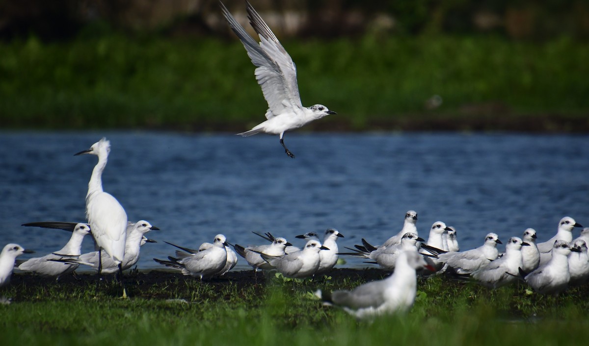 鷗嘴燕鷗 - ML647554468