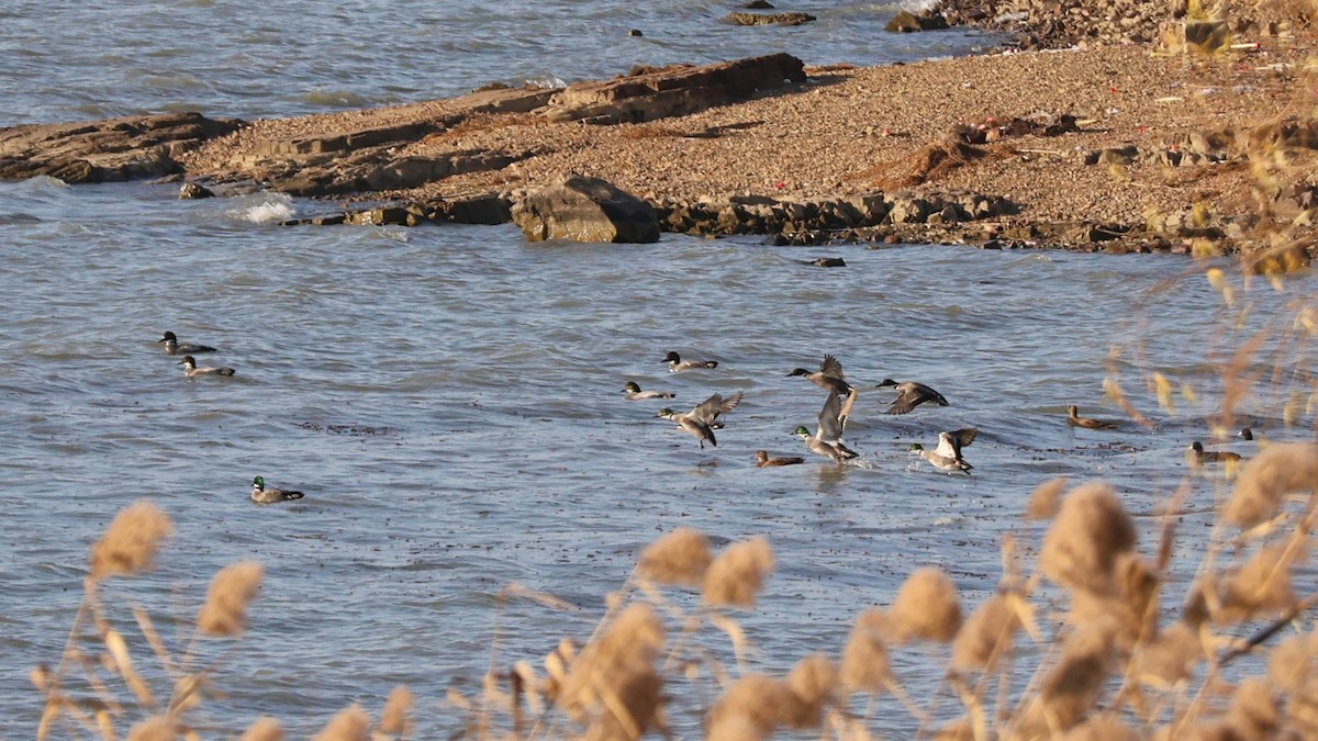 羅文鴨 - ML647554470