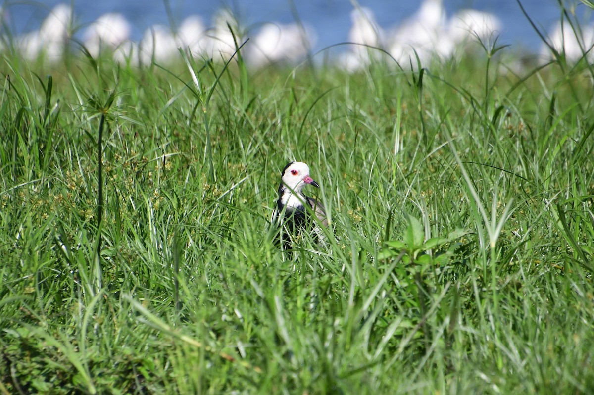 Long-toed Lapwing - ML647554472