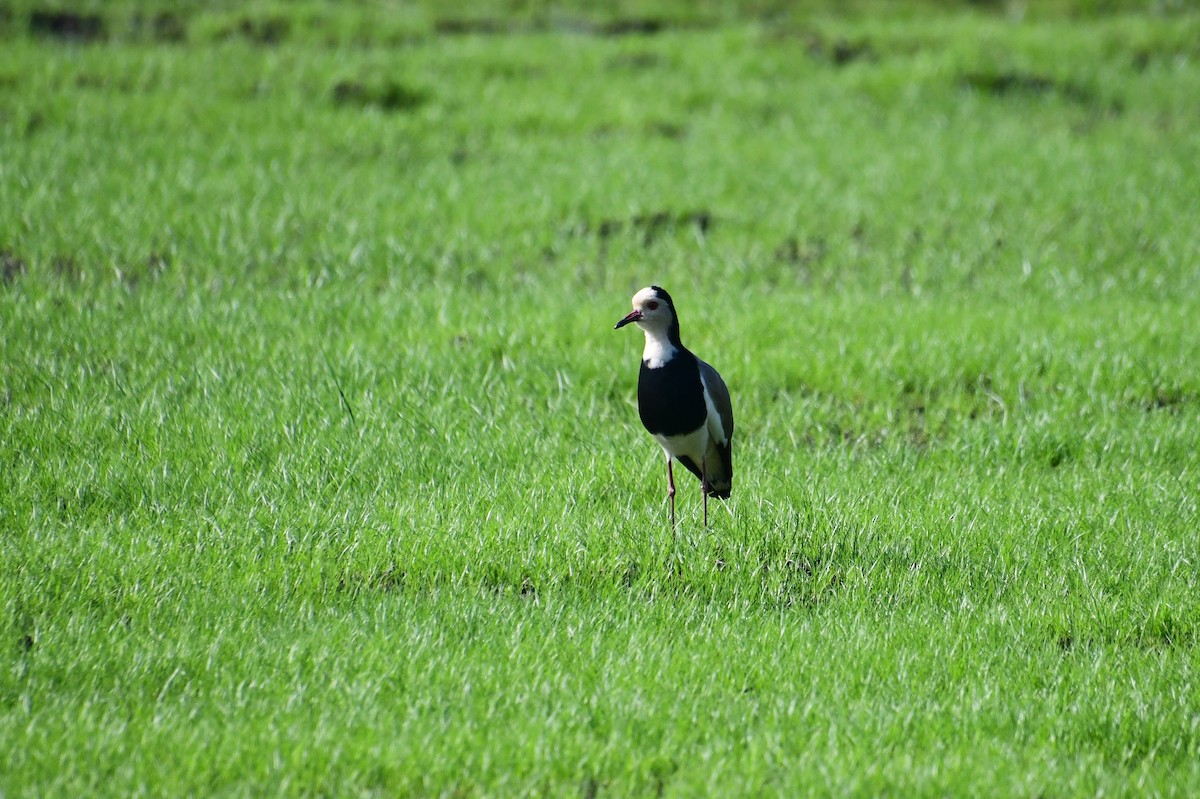 Long-toed Lapwing - ML647554473