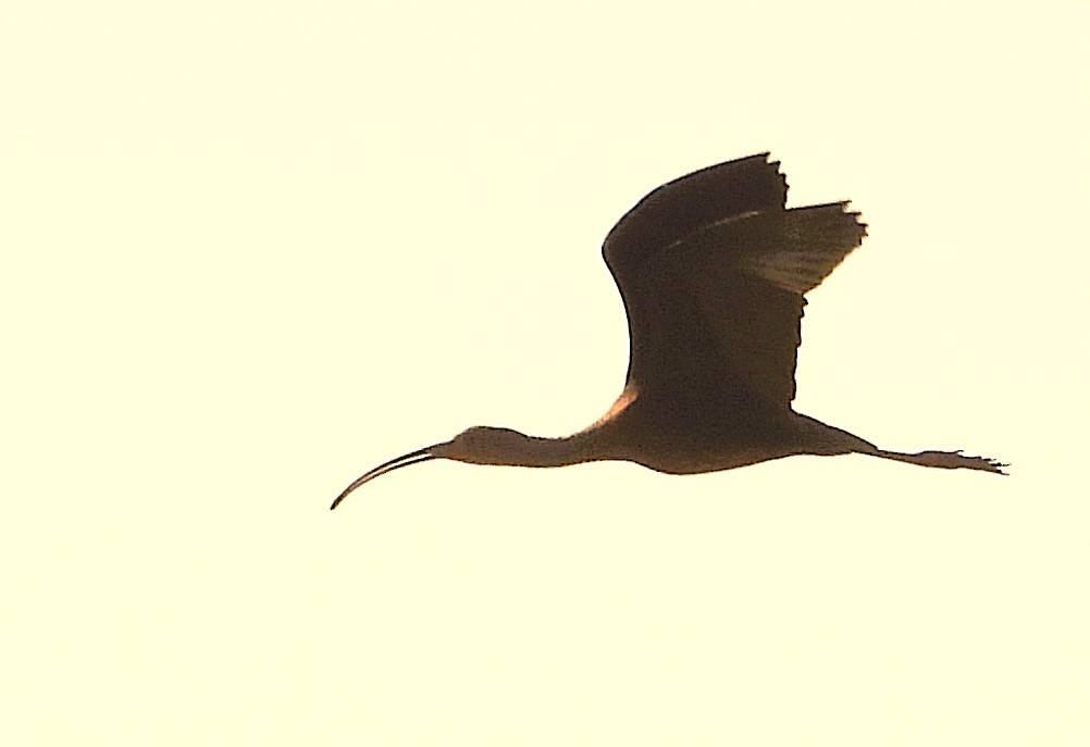 White-faced Ibis - ML647554474