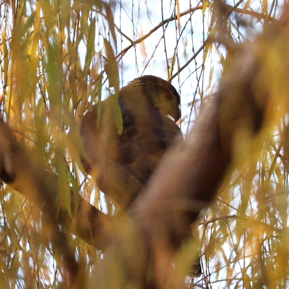 鳳頭蒼鷹 - ML647554475