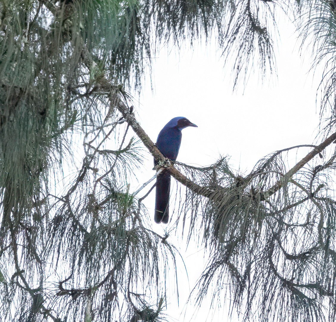 Black-collared Jay - ML647554476