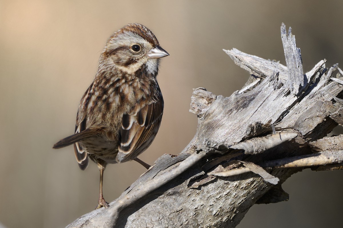 Song Sparrow - ML647554477