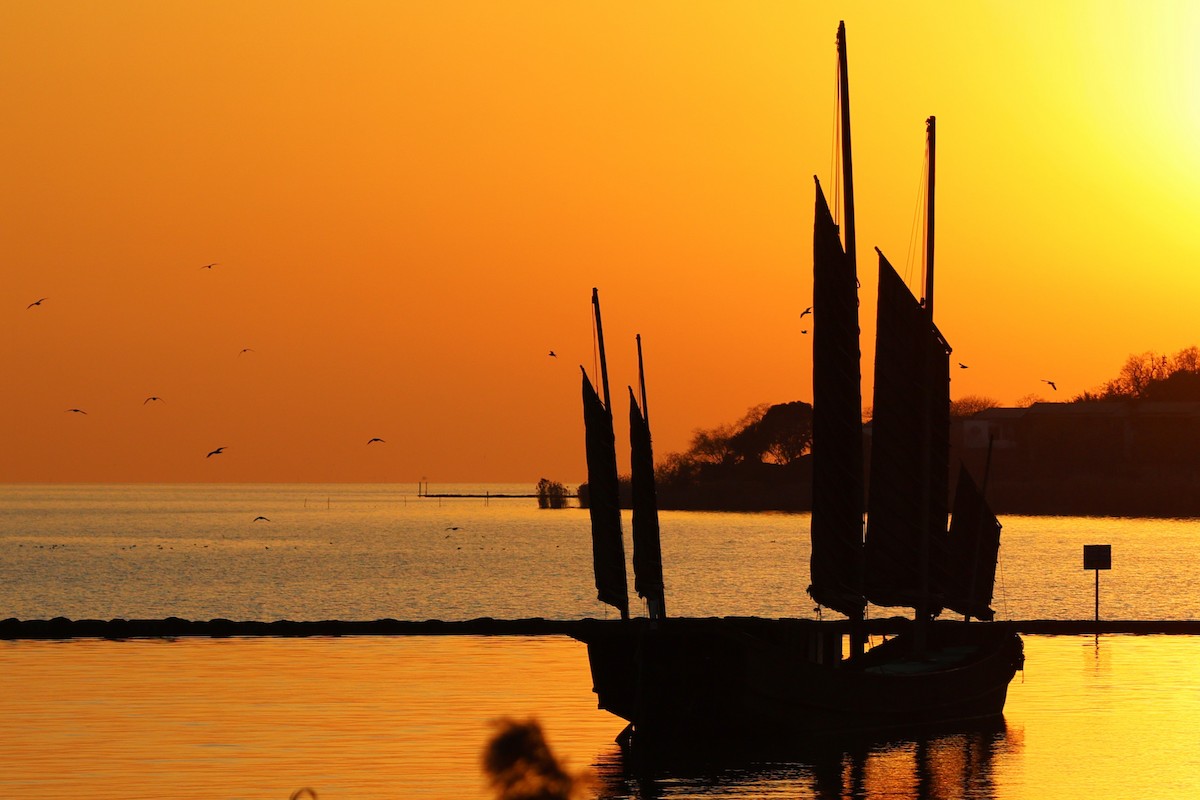 紅嘴鷗 - ML647554478