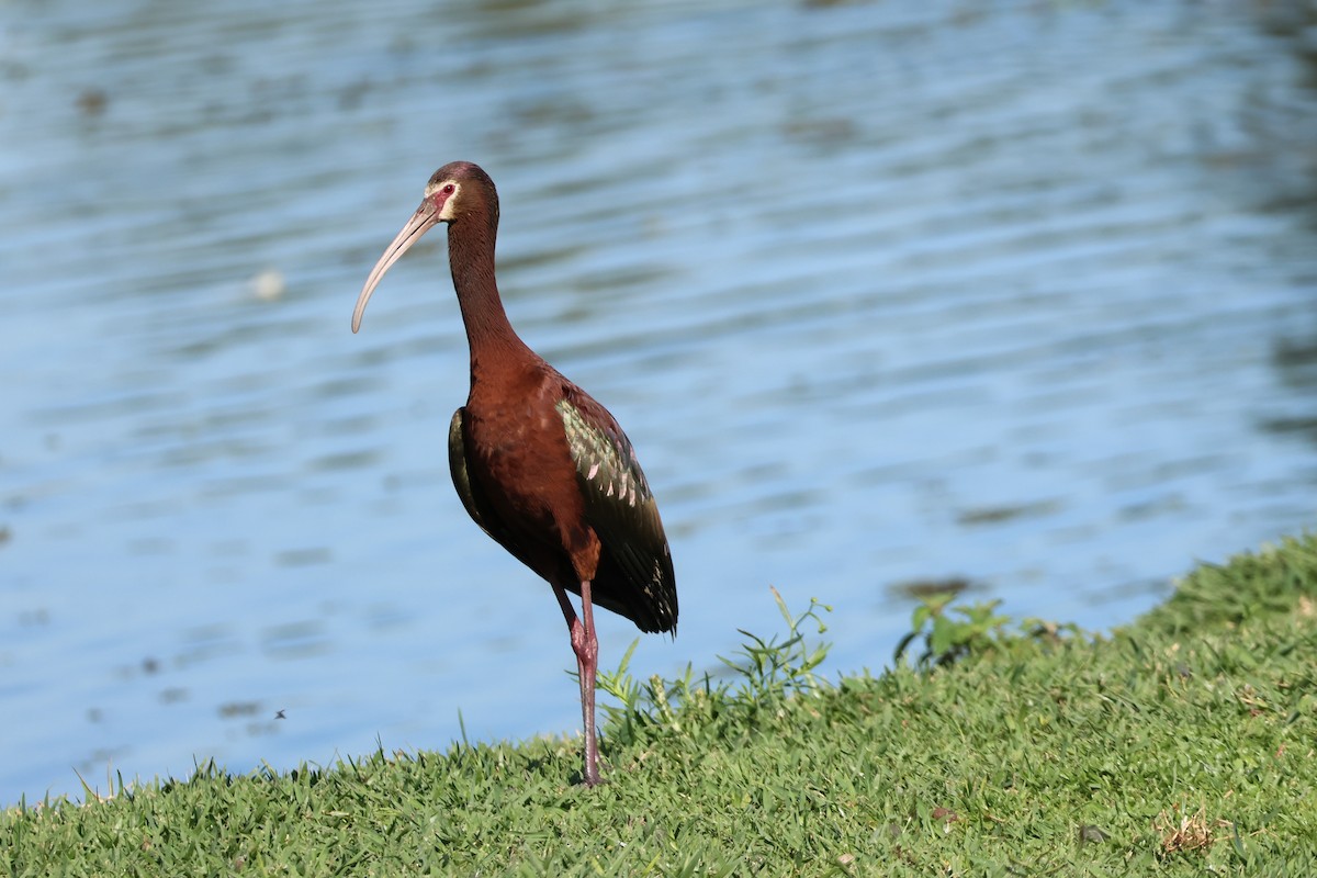 White-faced Ibis - ML647554479