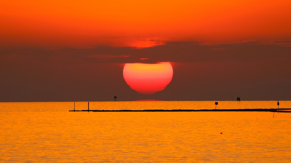 夜鷺 - ML647554489