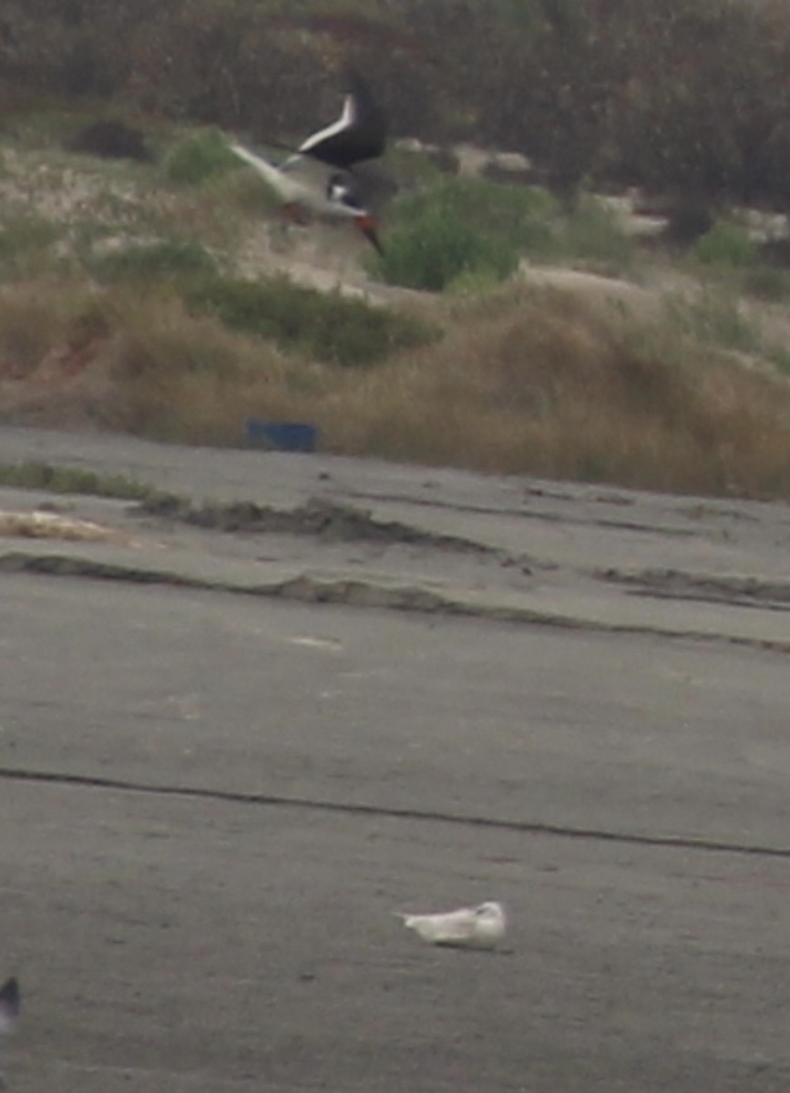 Gavión Hiperbóreo - ML647554490