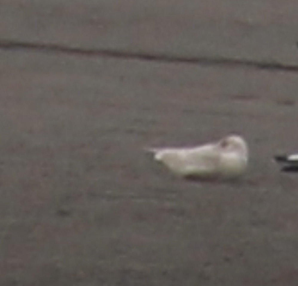 Gavión Hiperbóreo - ML647554491