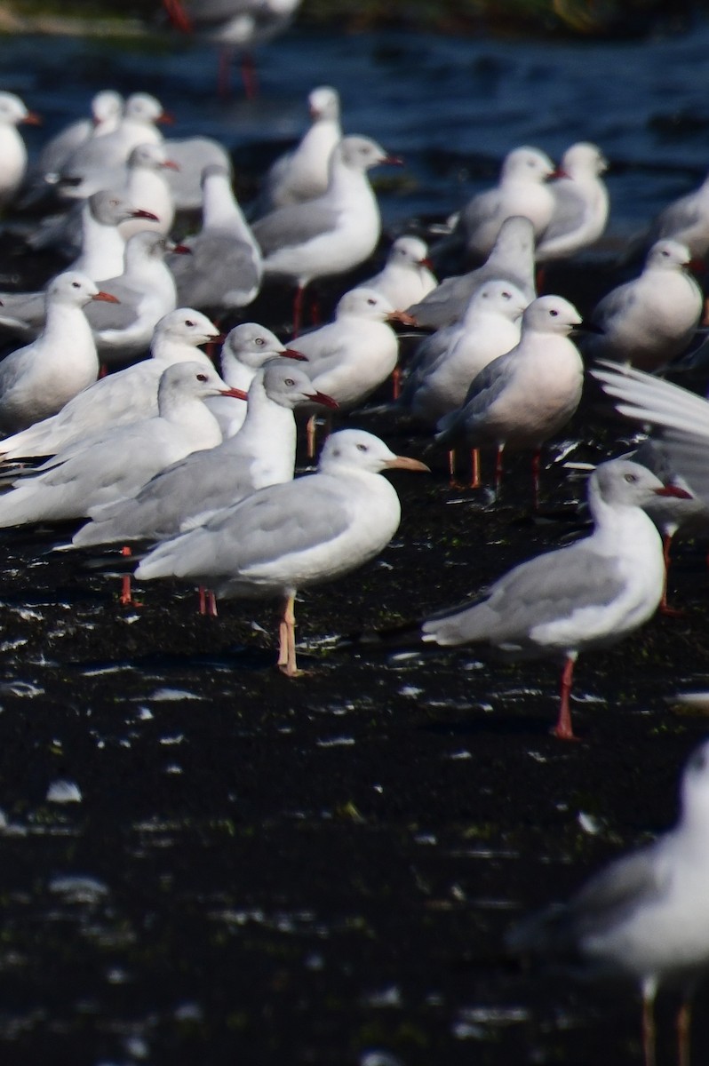 Gray-hooded Gull - ML647554493