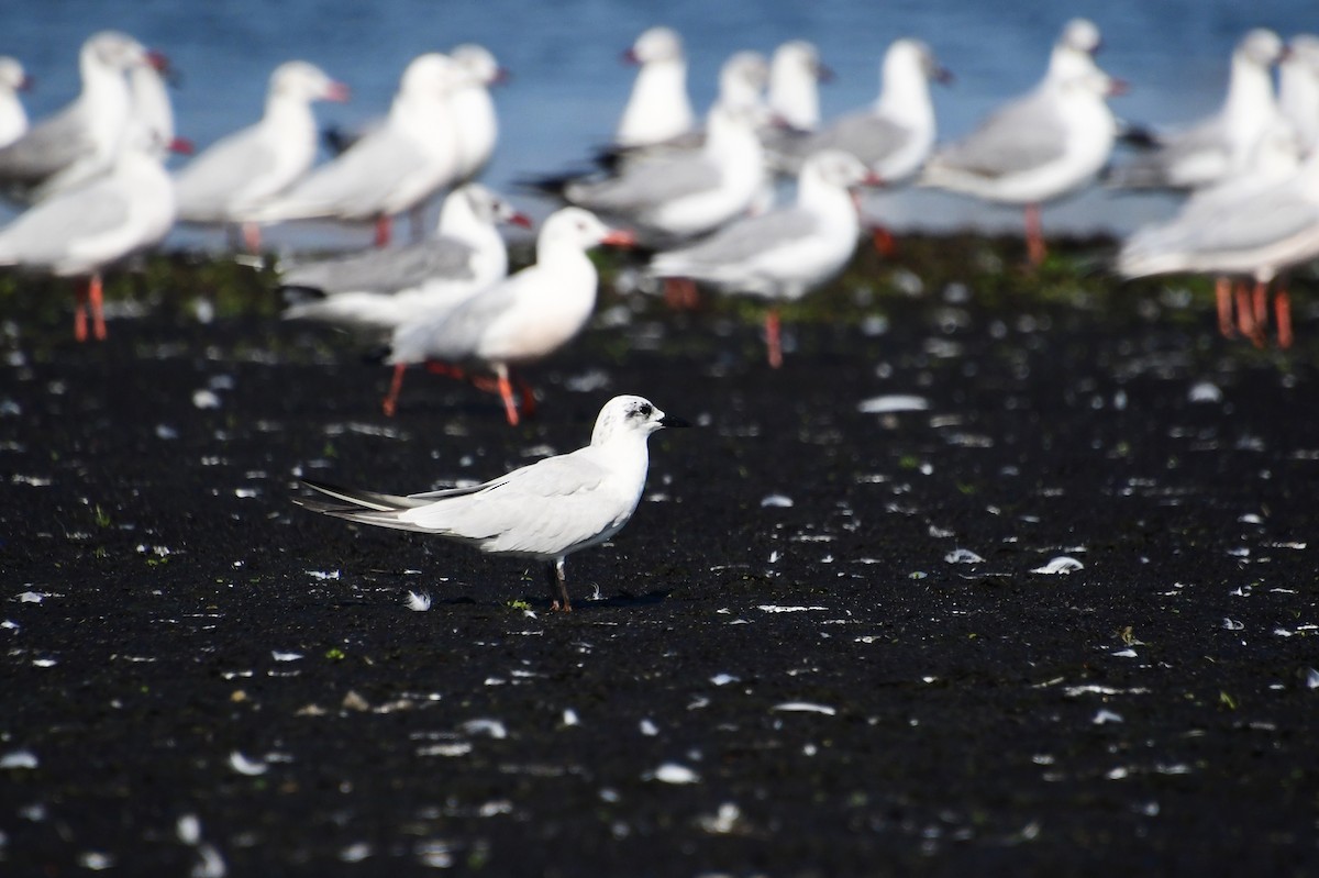 Gray-hooded Gull - ML647554494