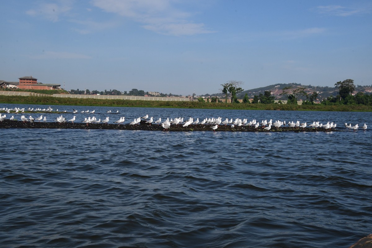 Gray-hooded Gull - ML647554495