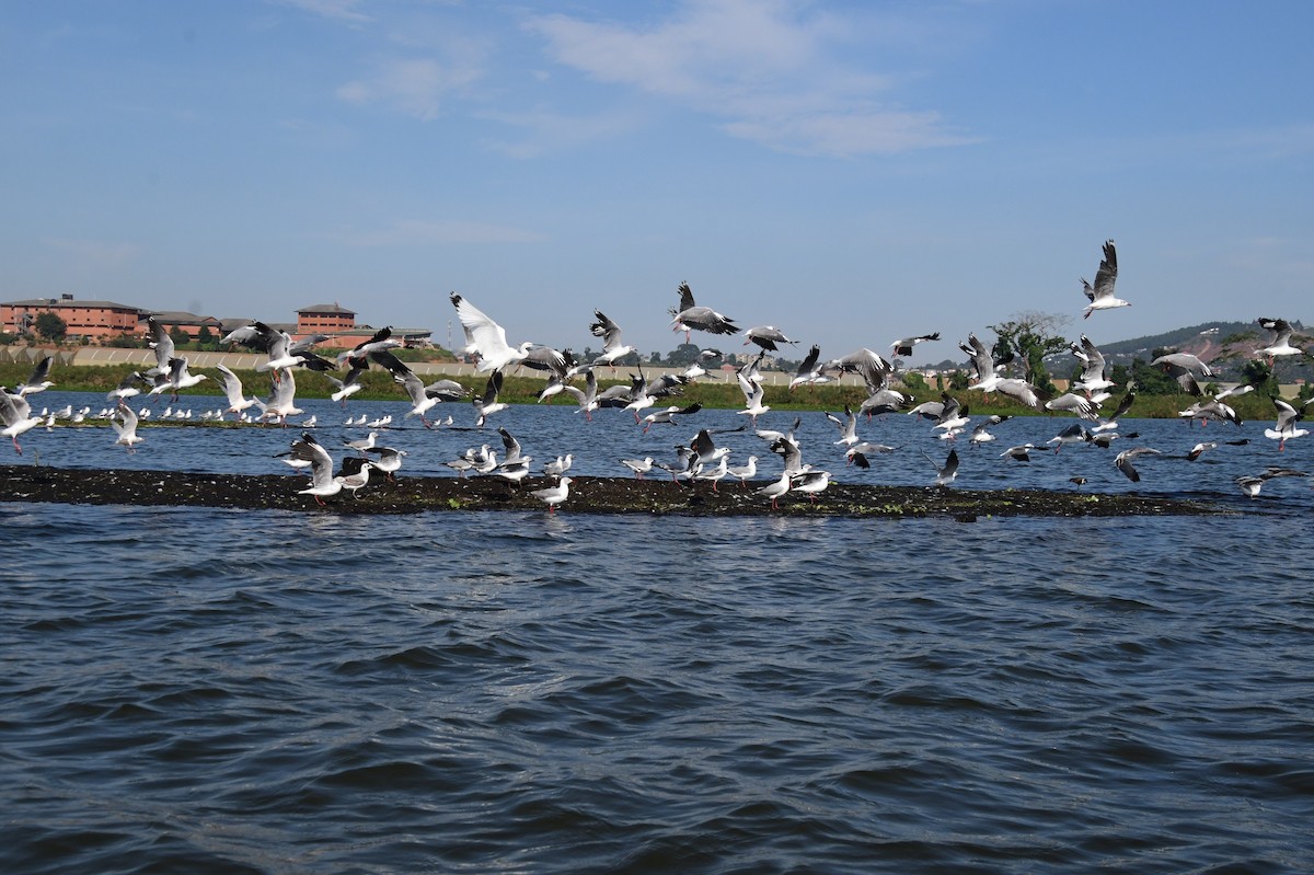 Gray-hooded Gull - ML647554496