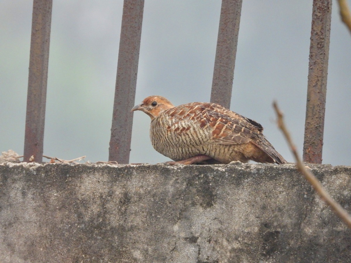 Gray Francolin - ML647554503