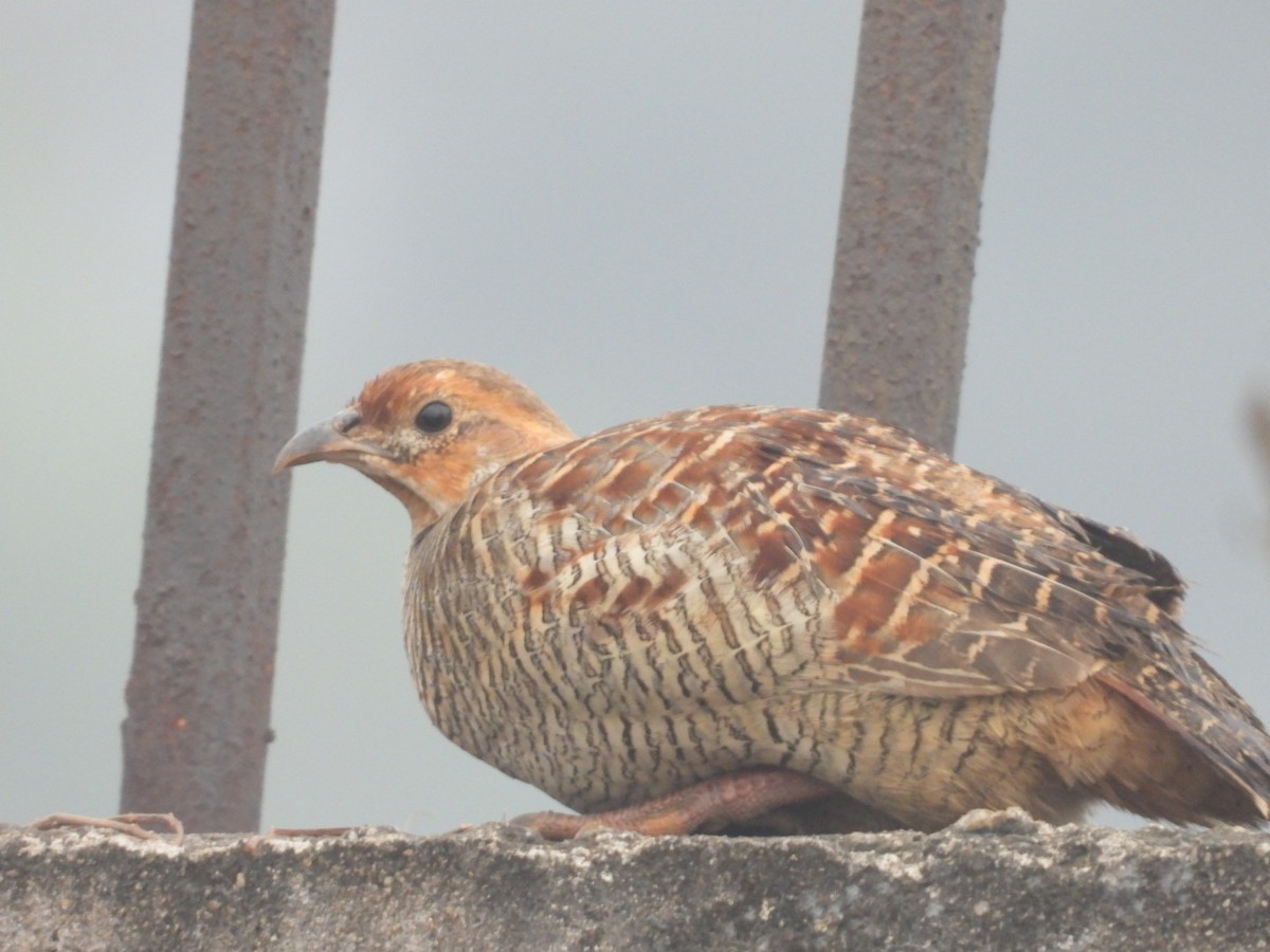 Gray Francolin - ML647554504