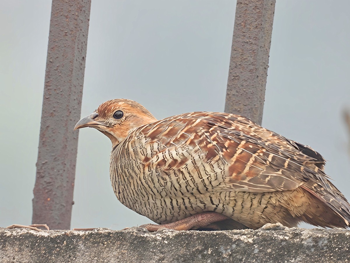 Gray Francolin - ML647554505