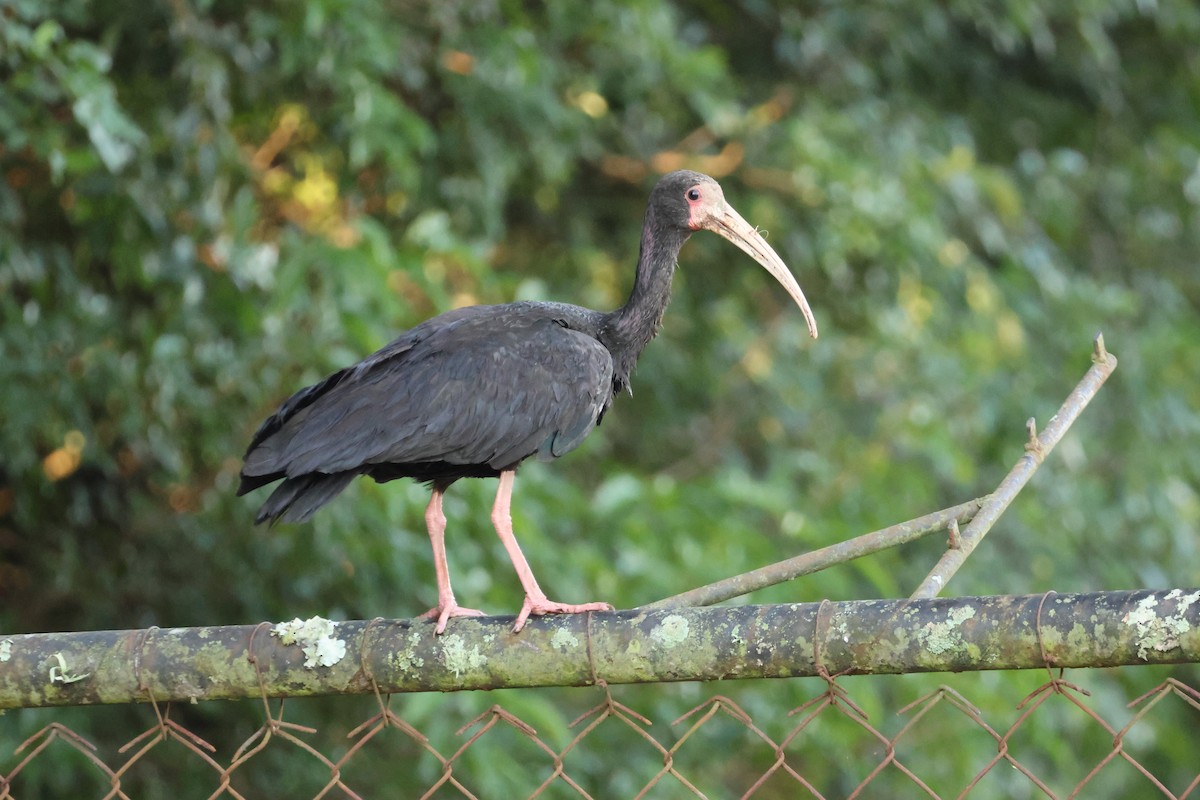 Bare-faced Ibis - ML647554506