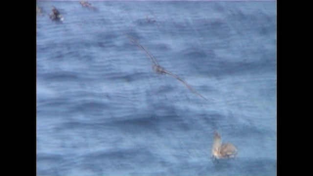 Pink-footed Shearwater - ML647554508