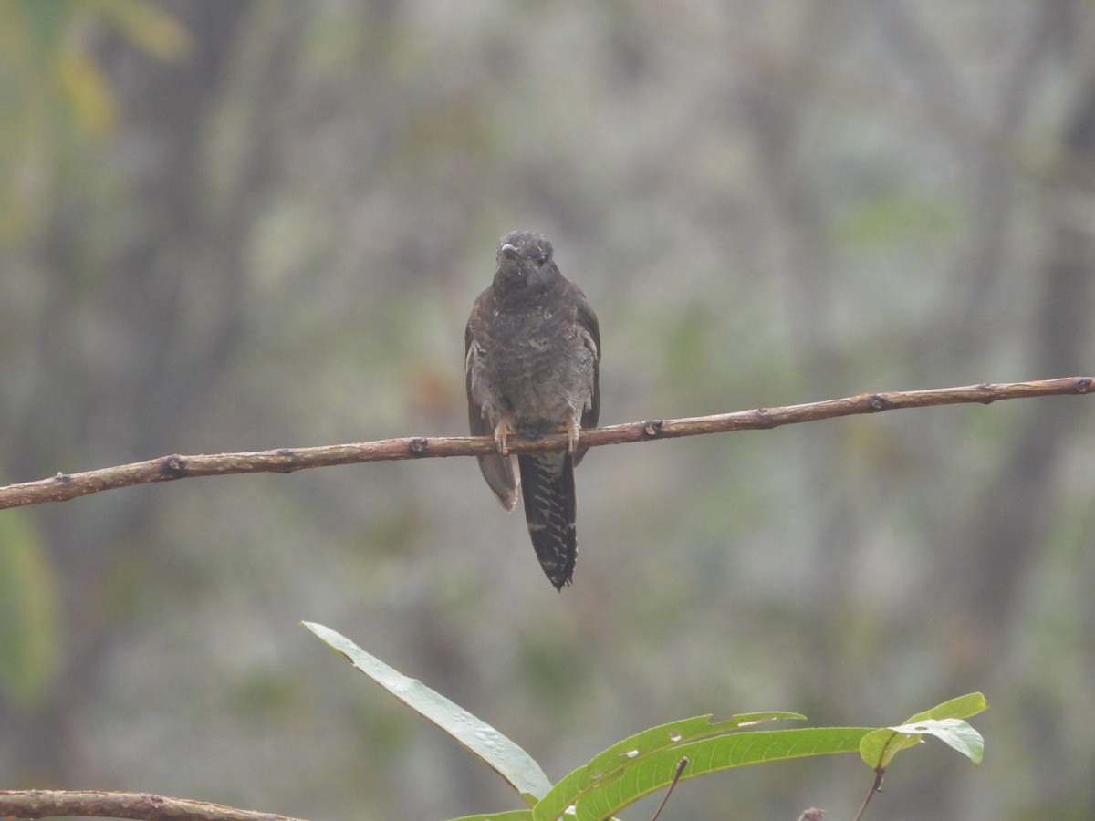 Воробьиная кукушка - ML647554543