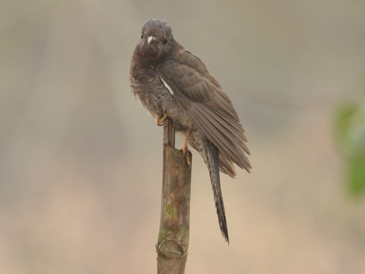 Воробьиная кукушка - ML647554544