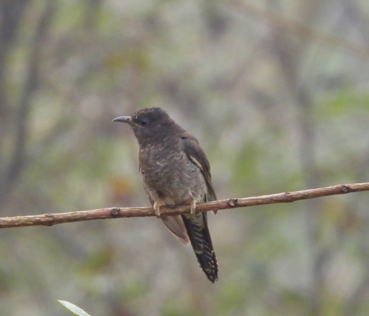 Воробьиная кукушка - ML647554545