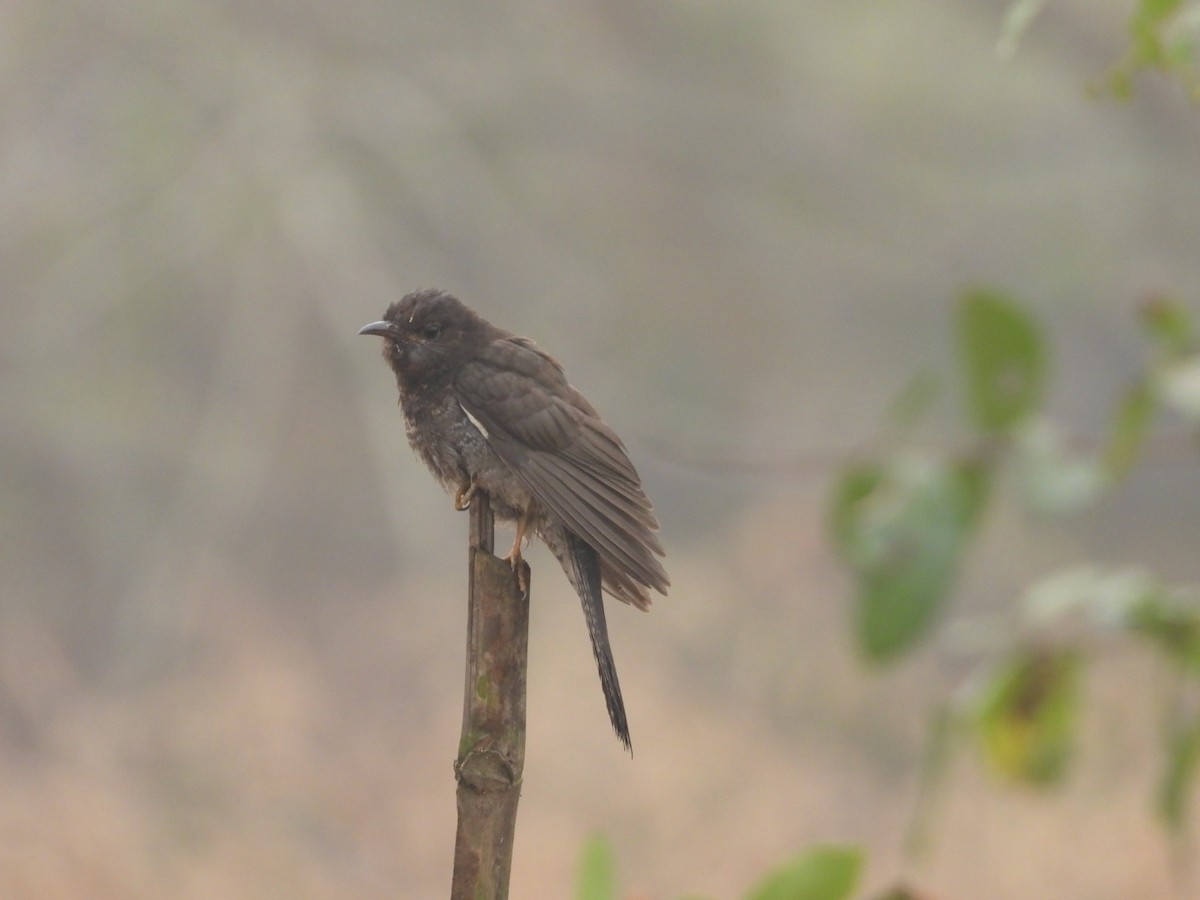 Воробьиная кукушка - ML647554546