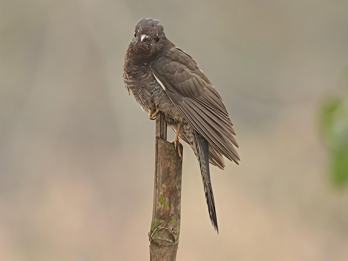 Воробьиная кукушка - ML647554547