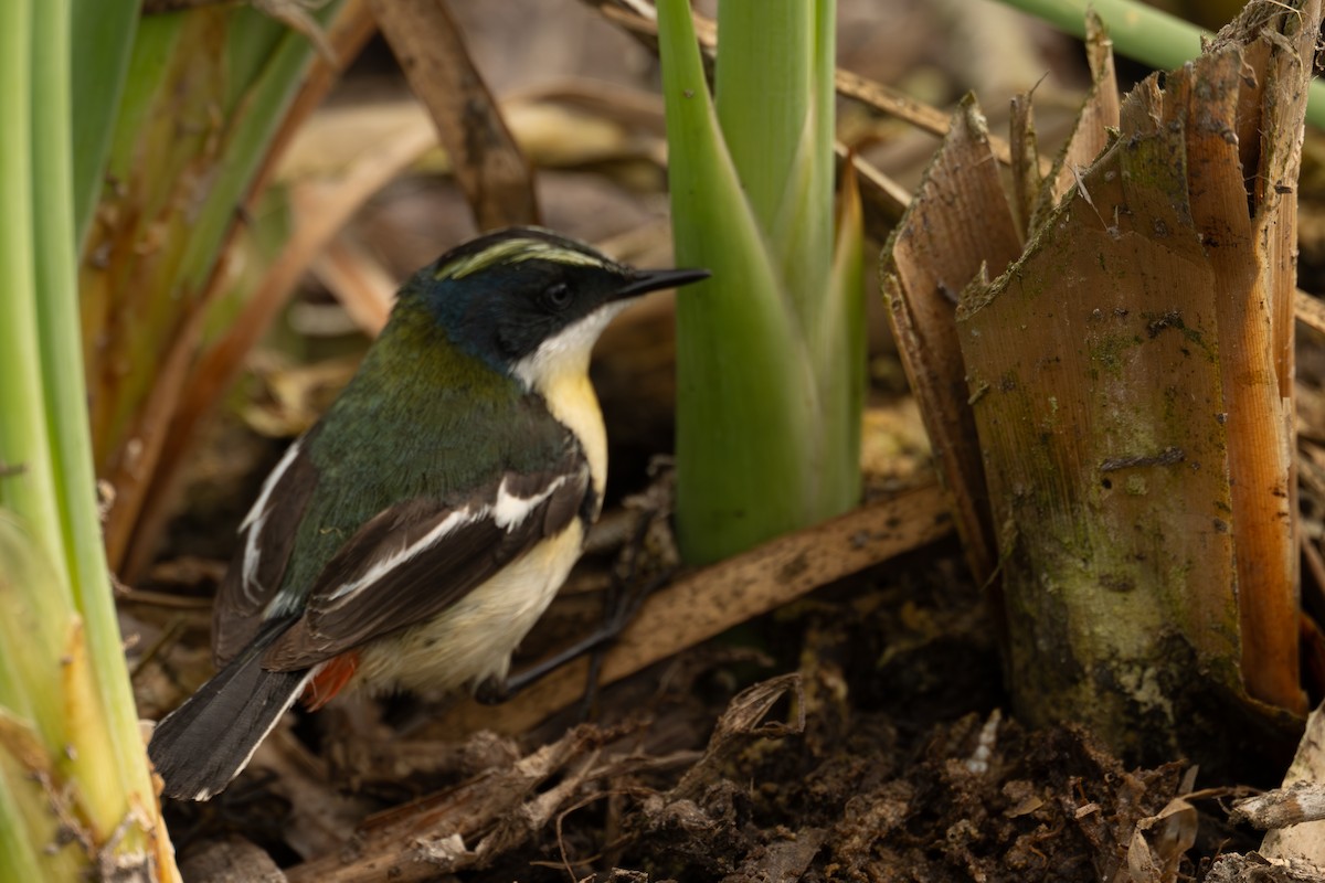 Many-colored Rush Tyrant - ML647554557