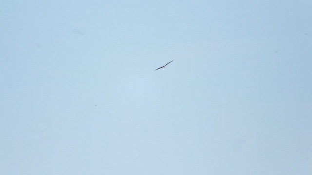 Red Kite - ML647554579