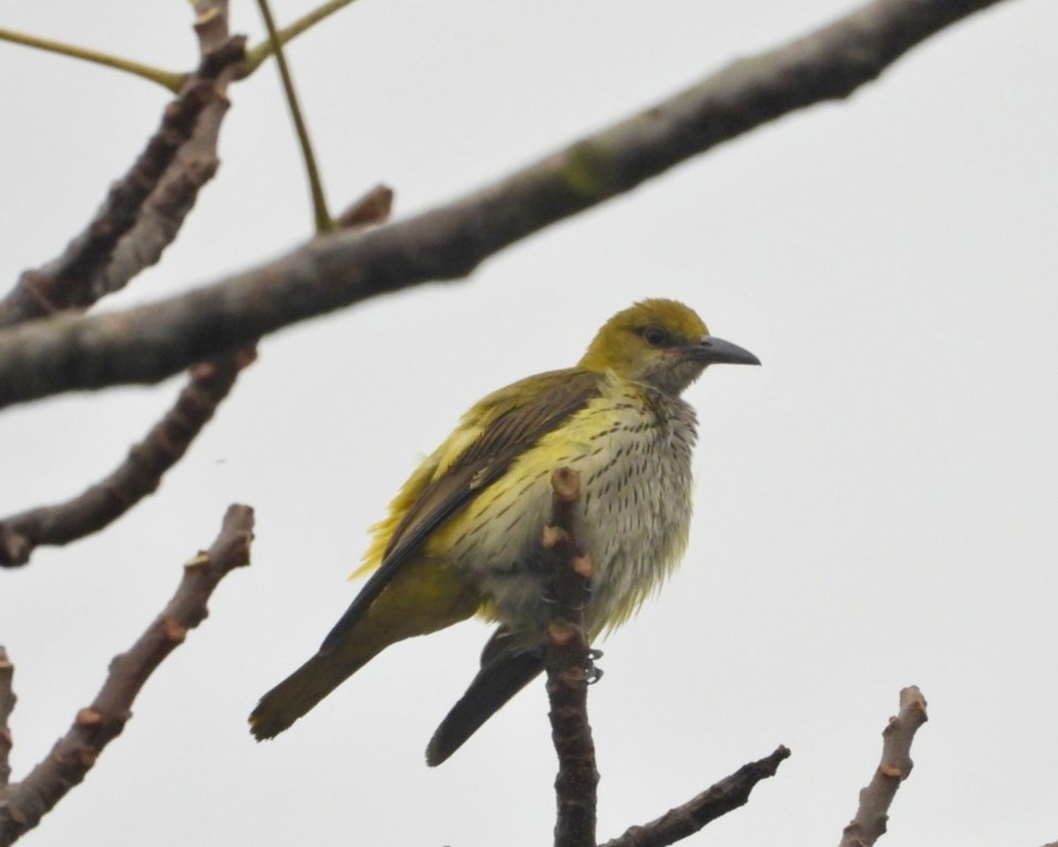 Indian Golden Oriole - ML647554580