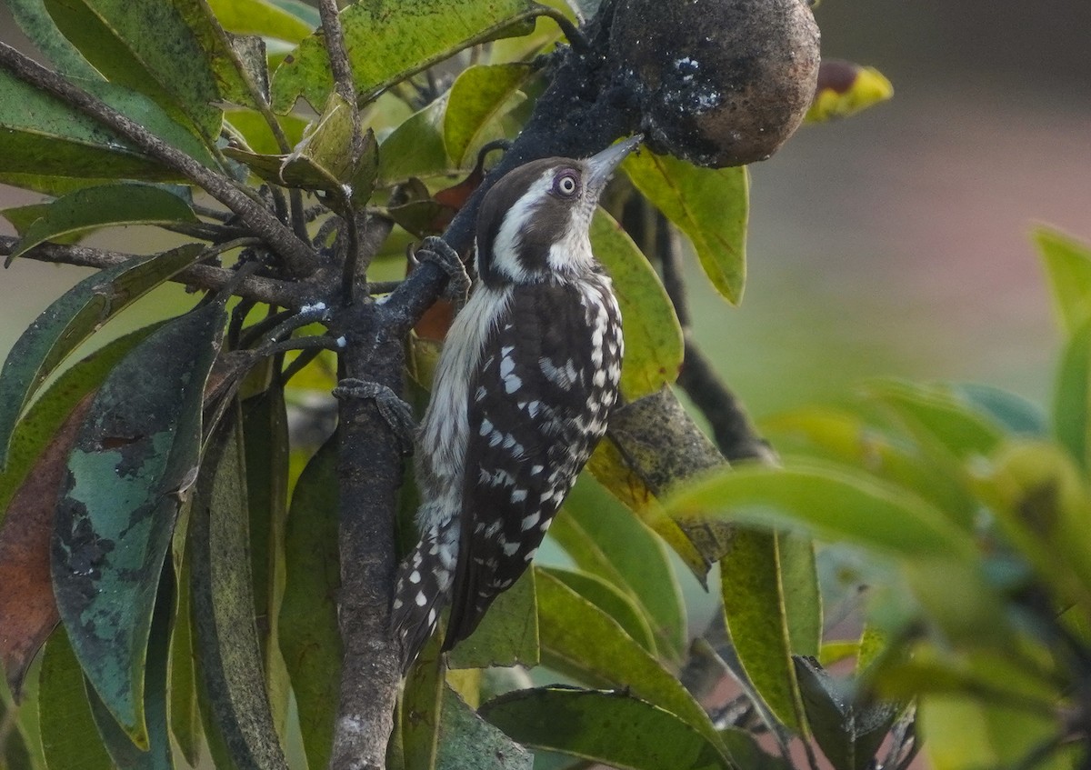 Brown-capped Pygmy Woodpecker - ML647554595