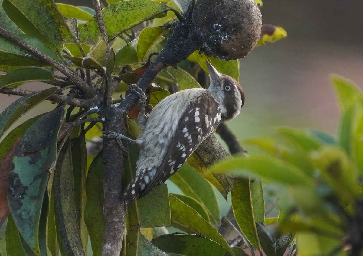 Brown-capped Pygmy Woodpecker - ML647554596