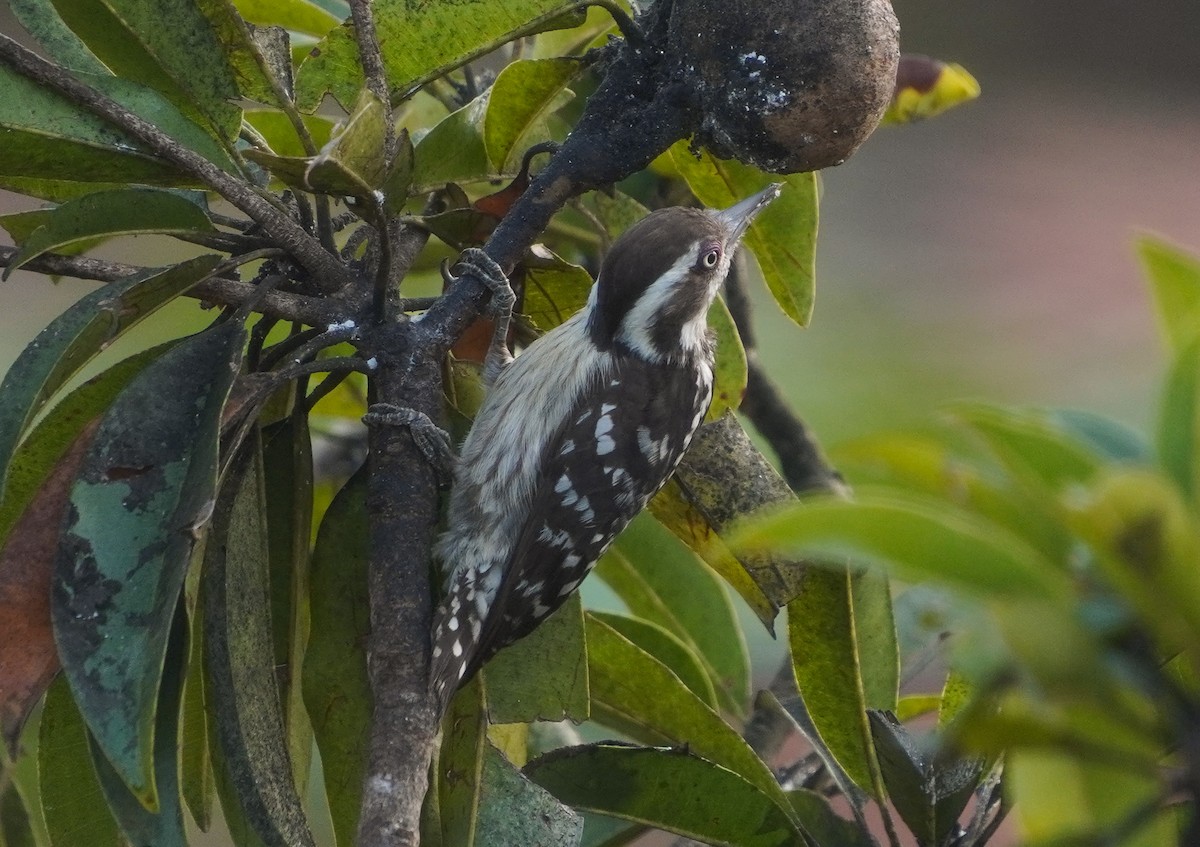 Brown-capped Pygmy Woodpecker - ML647554597