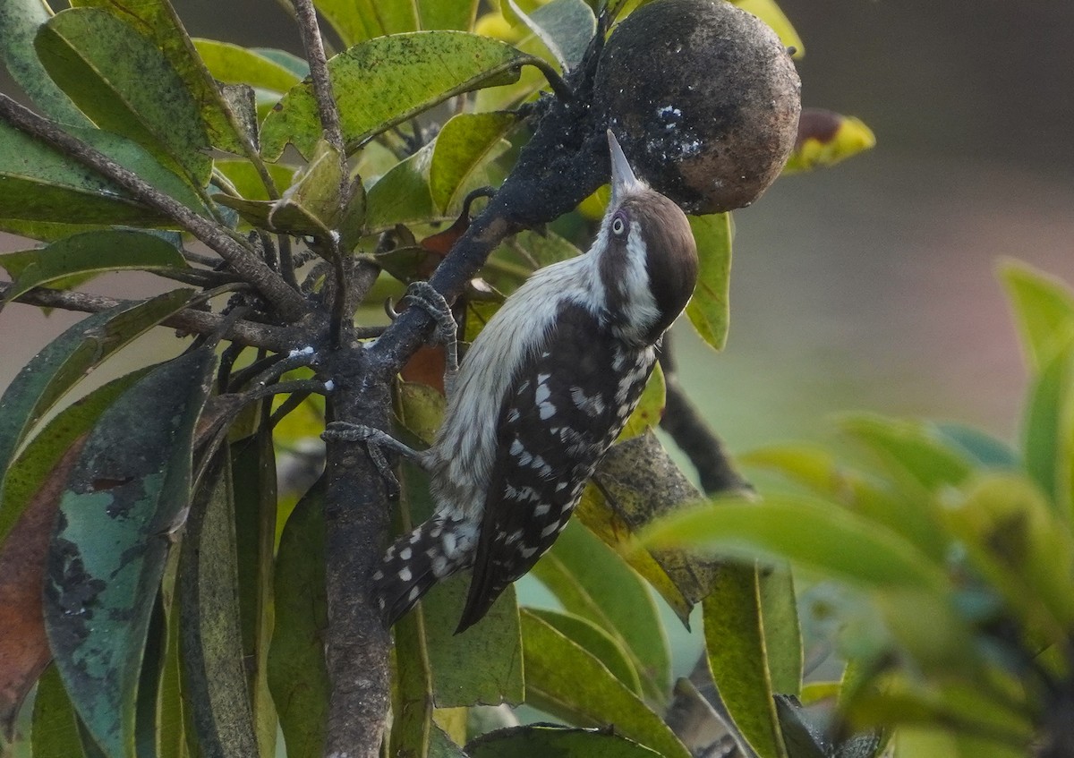 Brown-capped Pygmy Woodpecker - ML647554598
