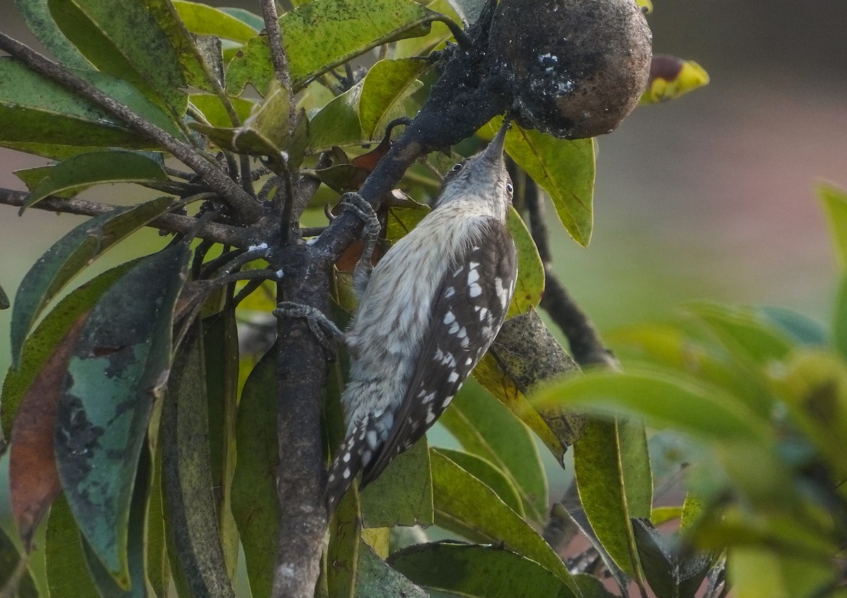 Brown-capped Pygmy Woodpecker - ML647554599