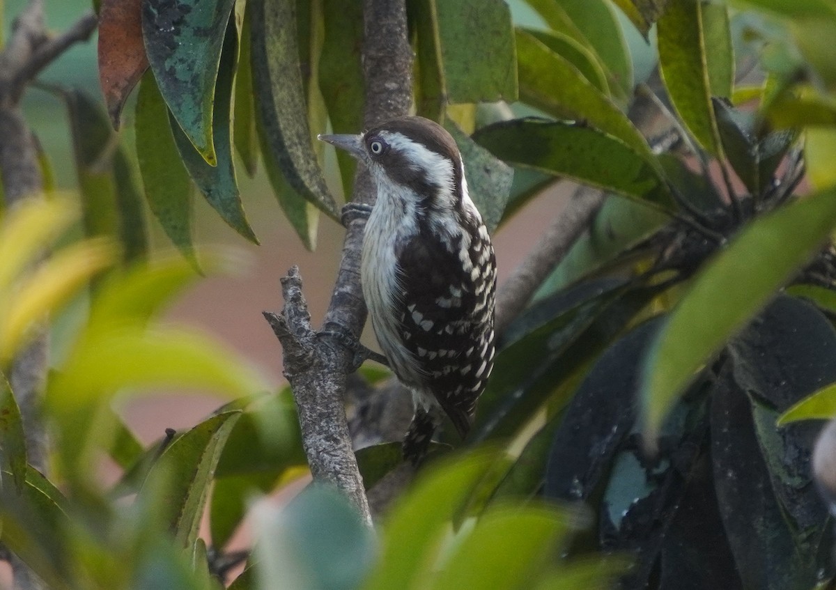 Brown-capped Pygmy Woodpecker - ML647554600