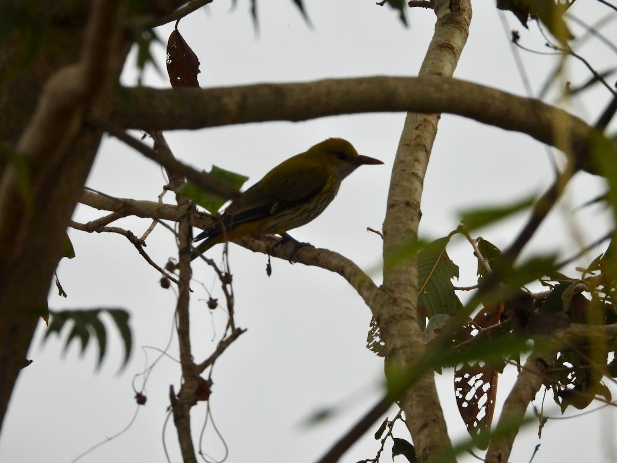 Indian Golden Oriole - ML647554605