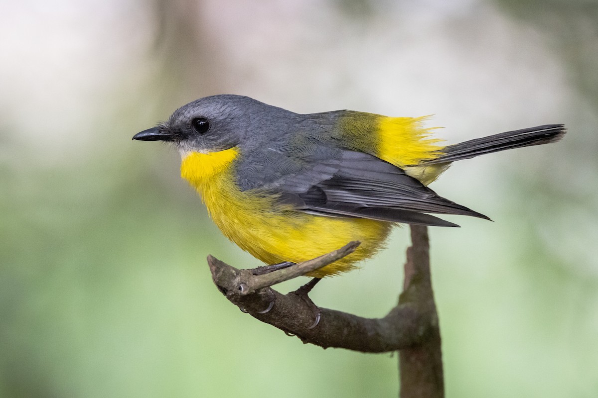 Королець жовтий - ML647554620