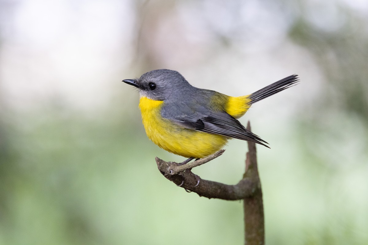 Королець жовтий - ML647554621