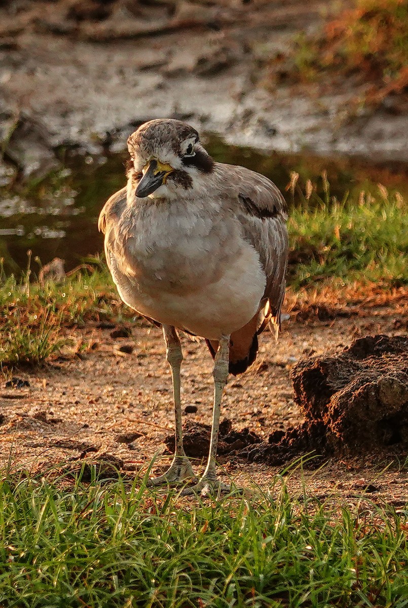 כרוון ענק - ML647554628