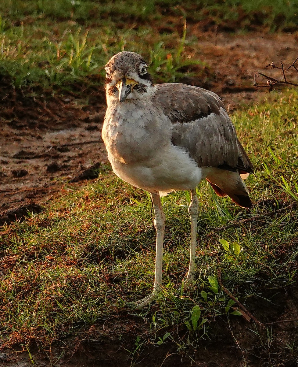 כרוון ענק - ML647554629