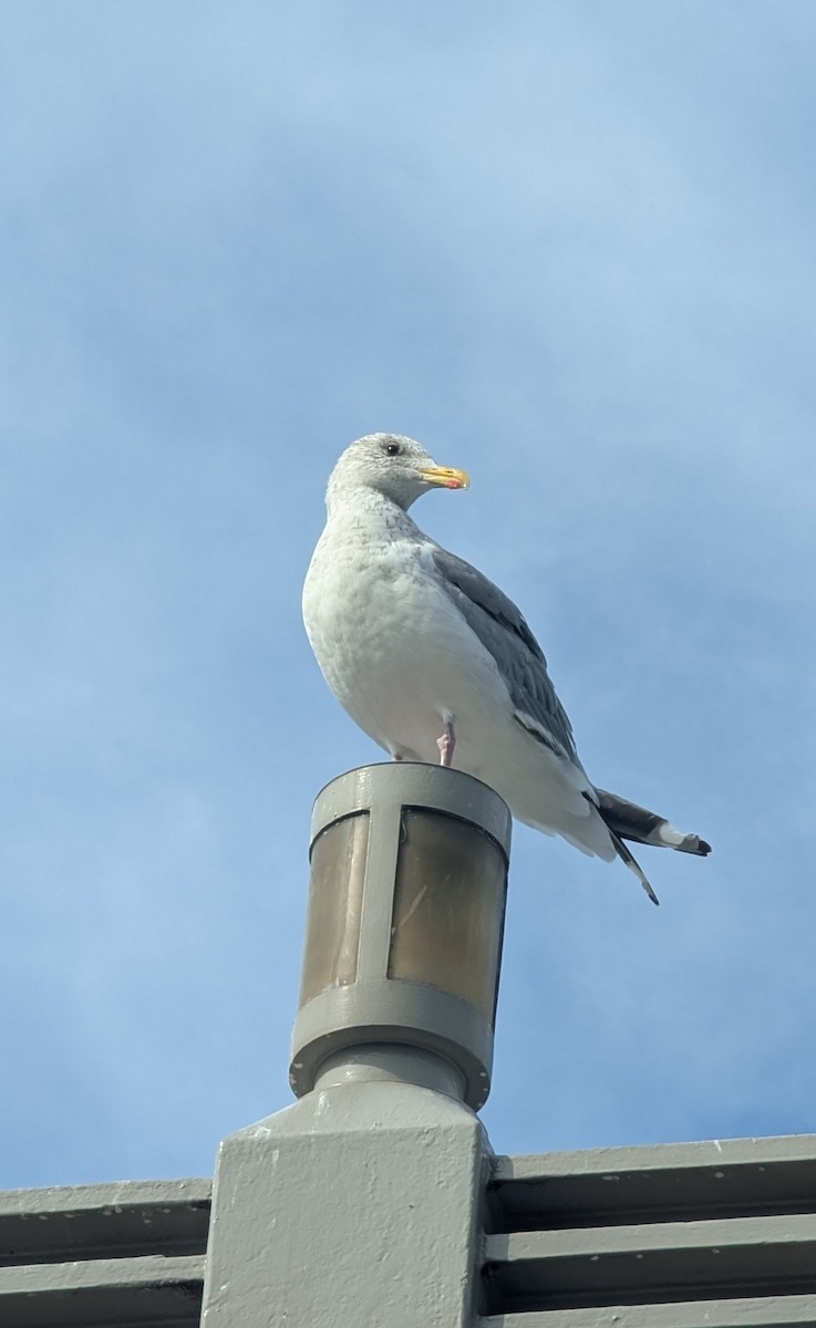 Мартин азійський - ML647554639