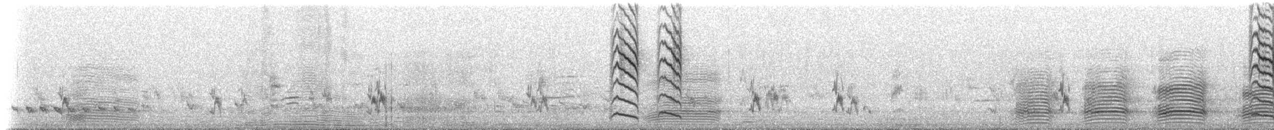 medosavka žíhaná - ML647554640